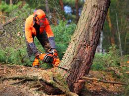 Best Seasonal Cleanup (Spring/Fall)  in Bentleyville, PA