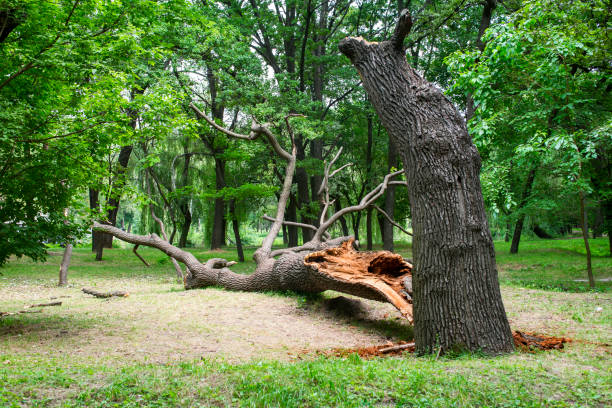 Best Stump Grinding and Removal  in Bentleyville, PA