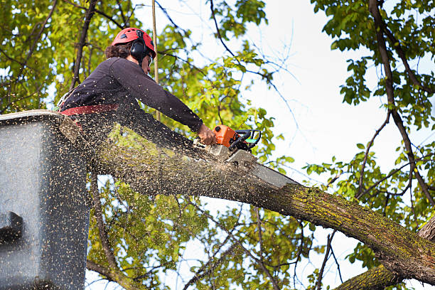 Best Lawn Mowing  in Bentleyville, PA