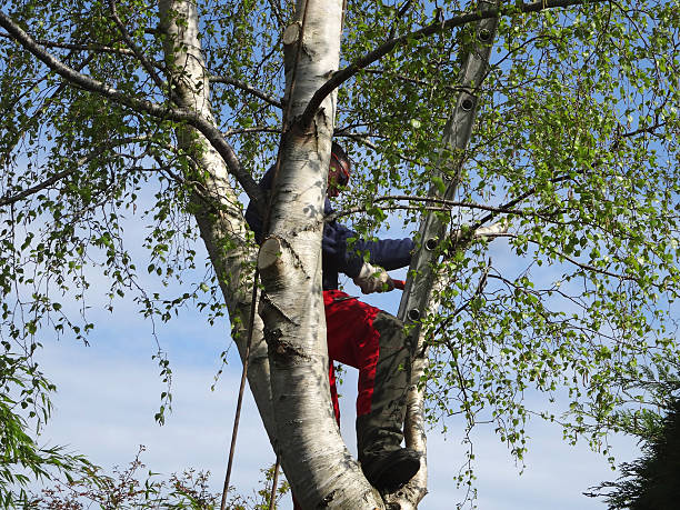 Best Tree Disease Treatment  in Bentleyville, PA