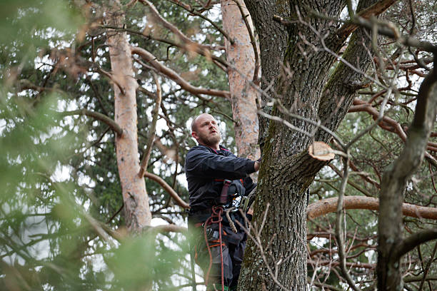 Best Fruit Tree Pruning  in Bentleyville, PA